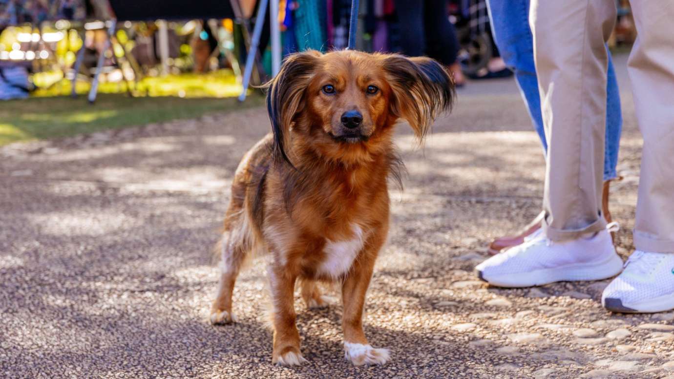 An adorable dog at a outdoor arts festival on a sunny day. 