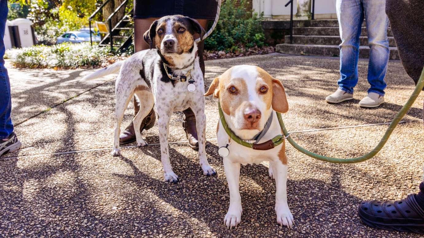 Two adorable dogs at a outdoor arts festival on a sunny day. 