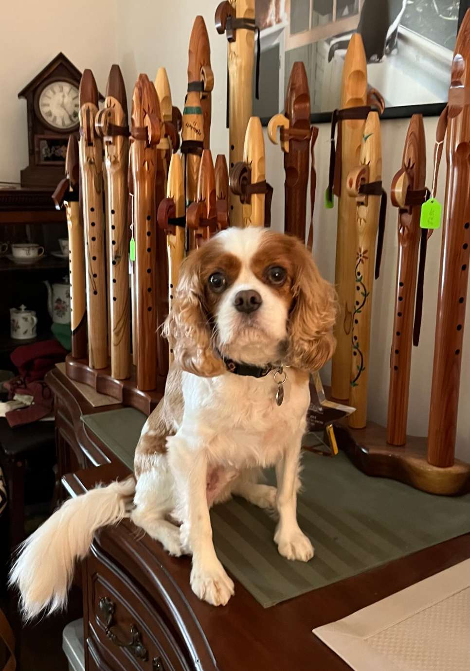 Brown and white spaniel sitting in front of Native American flute display. 