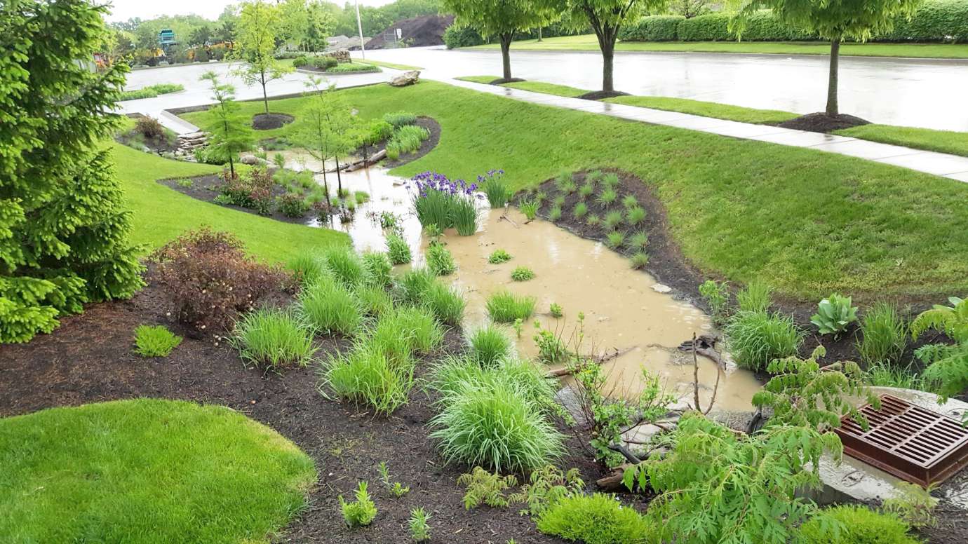 an image of a rain garden with shrubbery 