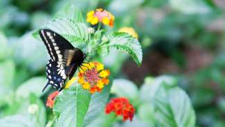 Butterfly resting on flowers