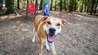 Dog smiling at Millbrook Exchange dog park