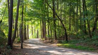 Trail at Lake Johnson curving into green wooded area with sun peeking through