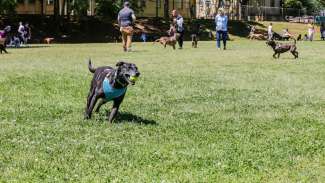 A dog playing in one of the dog parks 