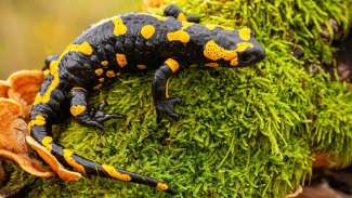 Black and yellow spotted salamander on green moss