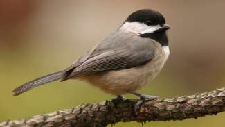 Small carolina chickadee on branch