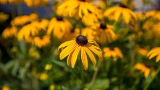 Yellow black-eyed susan flowers