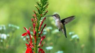 Cardinal Flower