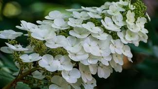 Oakleaf hydrangea