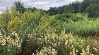 Green grasses and wildflowers growing in a nature preserve