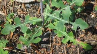 Greeen leafy plant growing from ground