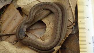 Brown snake with ruler on side to show how small