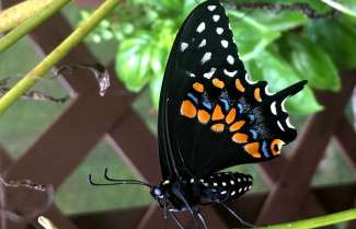 Black swallowtail butterfly