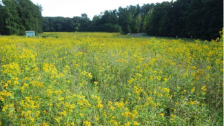 Field of yellow flowers