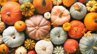 Various fresh ripe pumpkins as background, top view. Holiday decoration