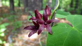 Cluster of dark purple flowers with green leaves on vine