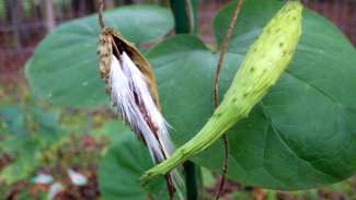 Bumpy seed pods with fluffy seeds growing on a vine