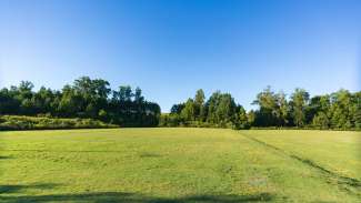 Wide shot of green field with trees in distance.