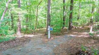 Walking trails converging in woods