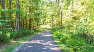 Paved trail through woods with sun shining through trees