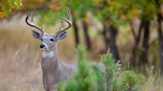 White tailed deer (buck)