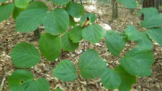 Green Witch Hazel leaves in Summer.