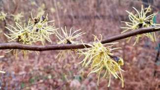 Witch Hazel flowers