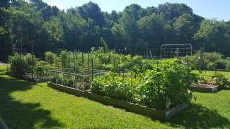 Community garden on green lawn