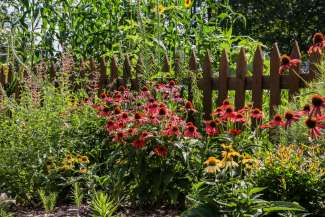 Flowers growing in front of picket fence