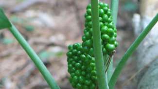 jack flower with green berries