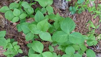 jack flower leaves