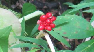 jack flower with red berries