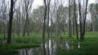 image of trees growing out of a body of water