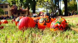 decorated orange pumpkins in a field 