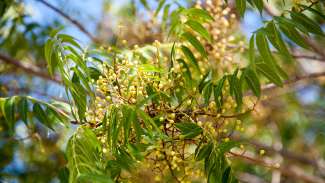 image of tree leaves with small green bulbs