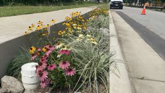 Peterson Street Stormwater Bioretention Area