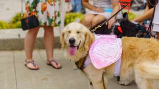 dog with a costume