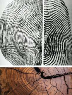 Closeup images of tree rings